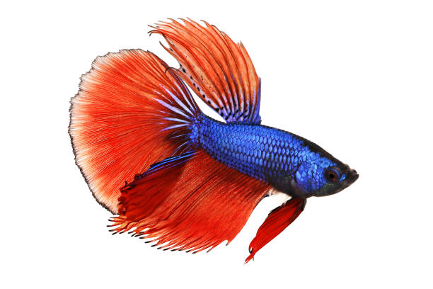 betta splendens siamese fighting aquarium fish - fish siamese fighting fish isolated multi colored imagens e fotografias de stock