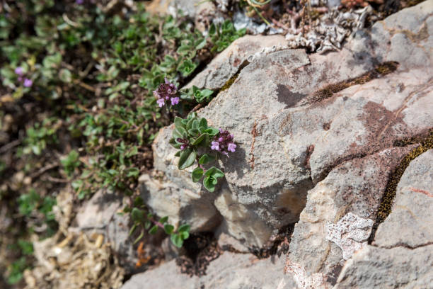 istock Mother-of-Thyme, Thymus praecox 644952766
