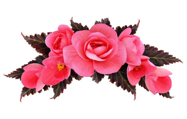istock Pink begonia flowers arrangement 644952894