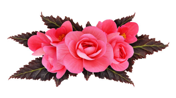 istock Pink begonia flowers arrangement 644952898