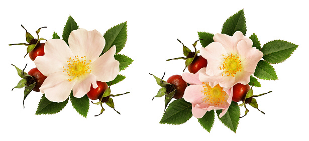 Set of wild rose flowers and berries arrangements isolated on white