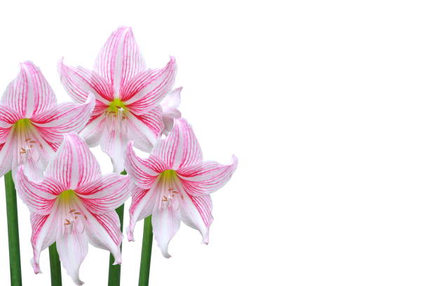 Pink lily flowers isolated on white background. stock photo