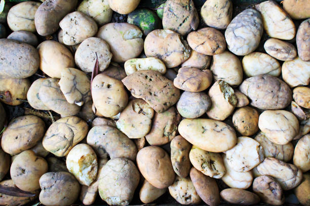istock abstract background with dry round reeble stones 644958928