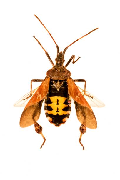 istock Close-up of an American Pine Bug 644960544