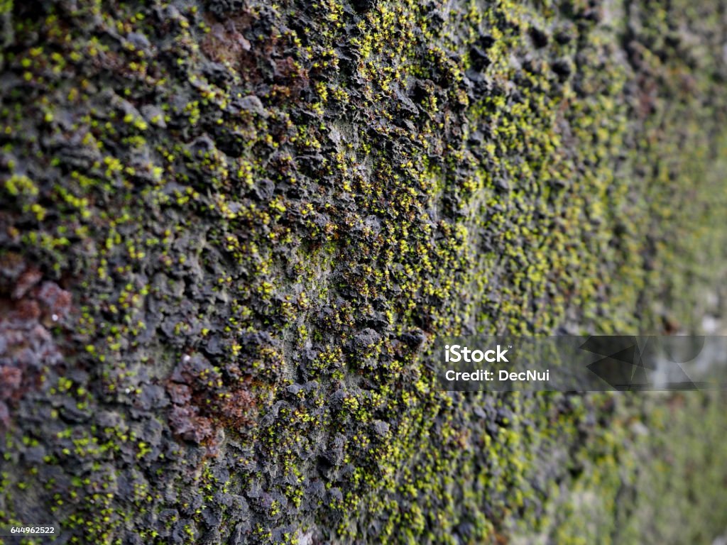 Moss on the wall , beautiful background Grasse Stock Photo