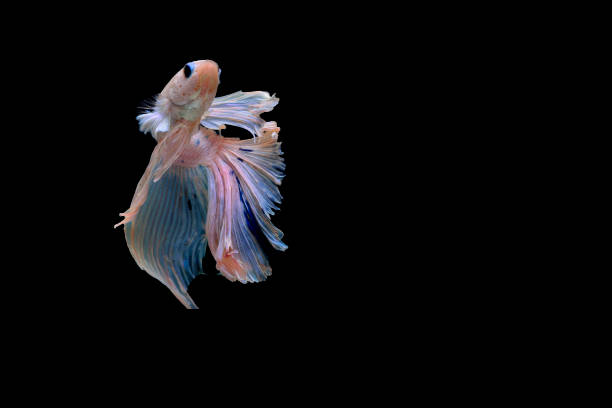 istock Fighting fish Photography 644963646