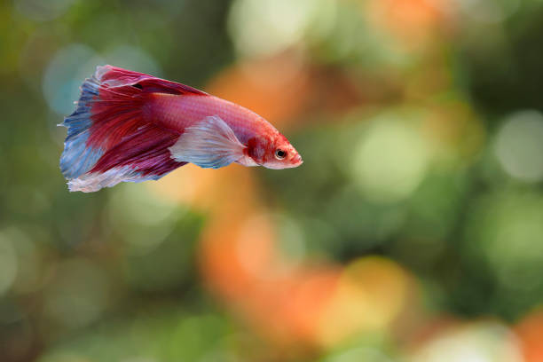 istock Fighting fish Photography 644963660
