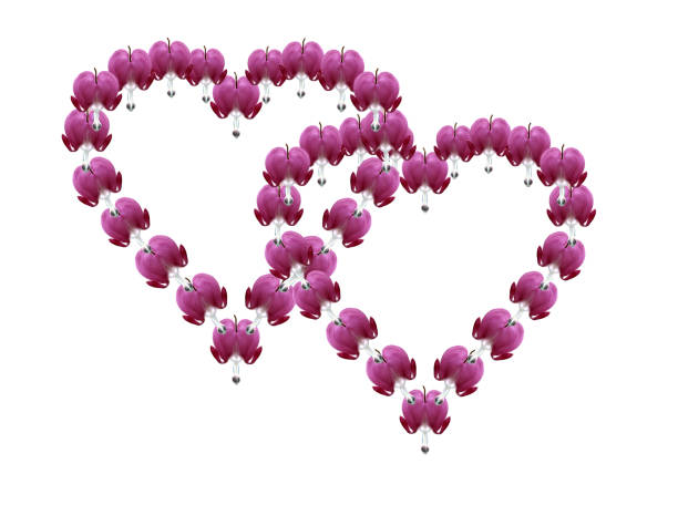 istock Floral heart; Dicentra; spectabiles 644966366