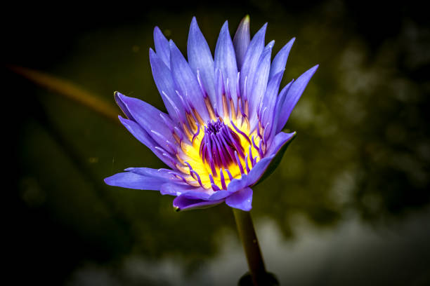 Blue lotus with yellow pollen in the pond