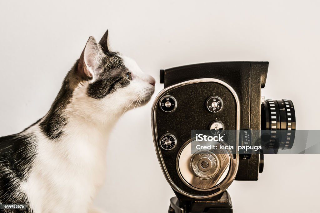 Cute Cat Looking Into Old Camera Viewer Stock Photo - Download Image Now -  Domestic Cat, Movie, Movie Camera - iStock