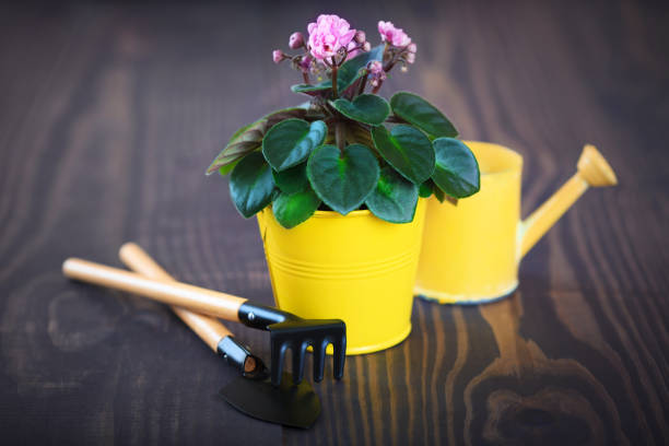 istock Violet in a flowerpot with shovel and rake 644986294