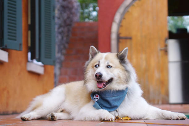 istock Beautiful dog laying down on the balcony 644986986