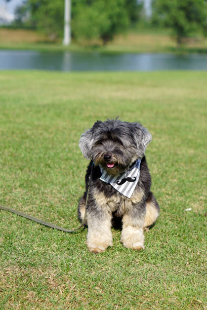 istock Mixed breed dog wearing bandana 644987282
