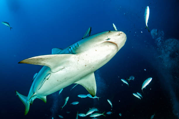 istock bull shark in the blue ocean background 644987936