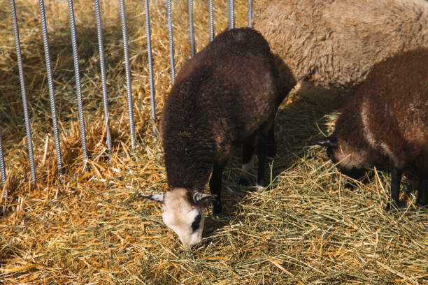 Little black sheep in a stall eating hay.