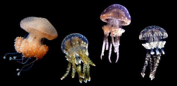 istock Jellyfish species over black background 644993752
