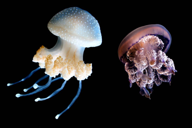 istock Two Jellyfish species over black background 644993940