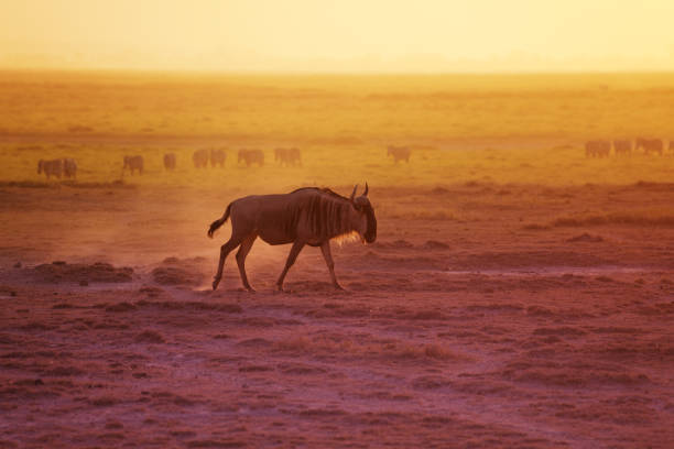 istock Adult blue wildebeest walking at evening savannah 644994330