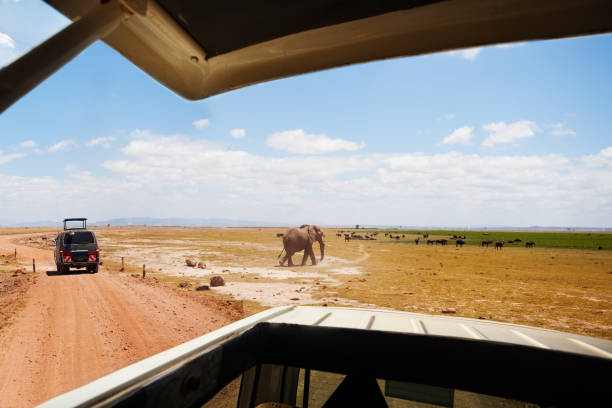 istock View of African elephant through jeep's open roof 644996858