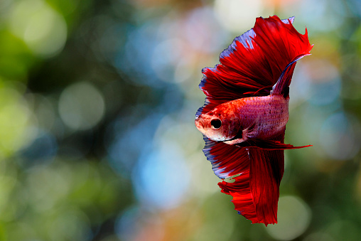 Fighting fish Photography