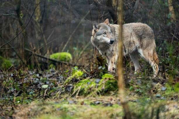 istock Solitary wolf standing in rainy forest. 644997336