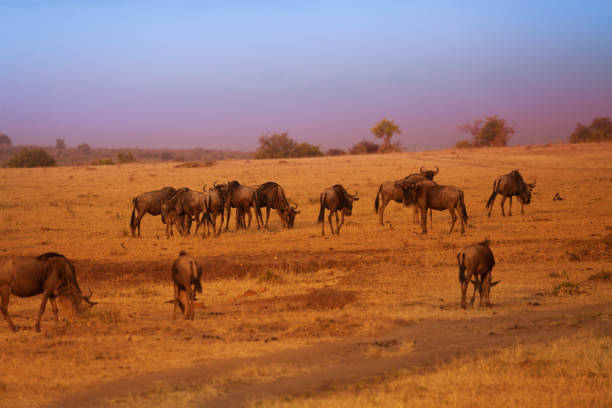 istock Herd of blue wildebeests during Great Migration 644998572