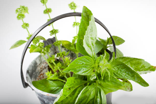 bunch of basil in a bucket for water