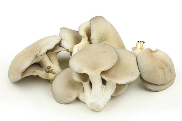 istock Oyster mushroom on white background 645001828
