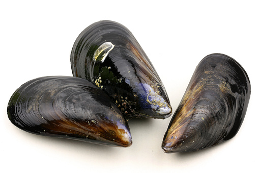 Raw blue mussels on a white background