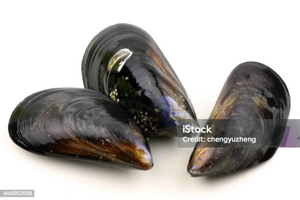 Raw Blue Mussels On A White Background Stock Photo - Download Image Now - Mussel, White Background, Seafood