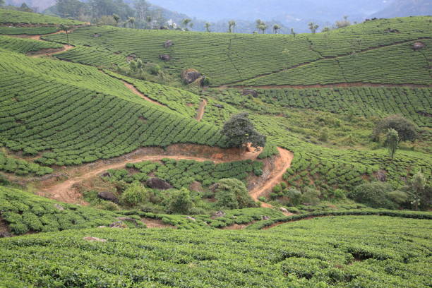 istock Tea plantation in Munnar,Kerala,India 645002138
