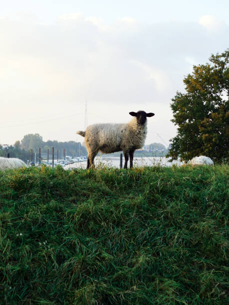 istock sheep in the grass with a river in the background 645008166