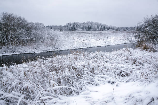 istock Snowy Forest in a Winter Day 645011484