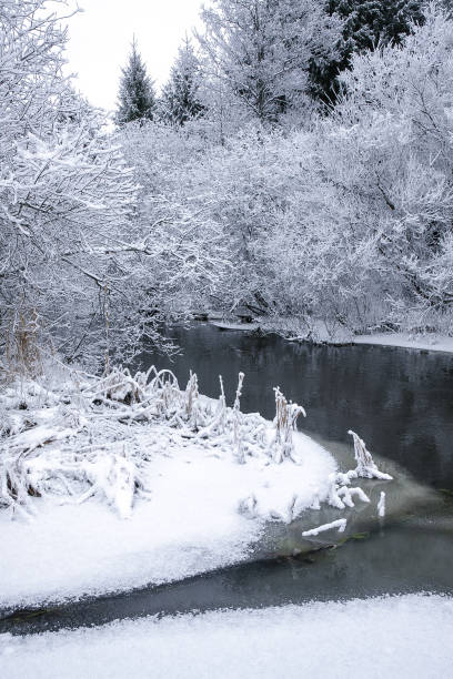 foresta innevata in una giornata invernale - winter stream river snowing foto e immagini stock