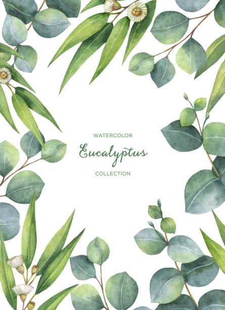 istock Watercolor green floral card with eucalyptus leaves and branches isolated on white background. 645014348
