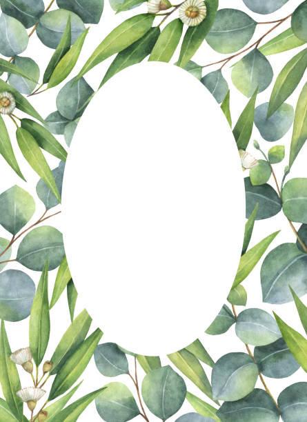 istock Watercolor oval wreath with green eucalyptus leaves and branches. 645014378