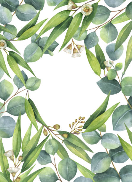 istock Watercolor oval wreath with green eucalyptus leaves and branches. 645014388