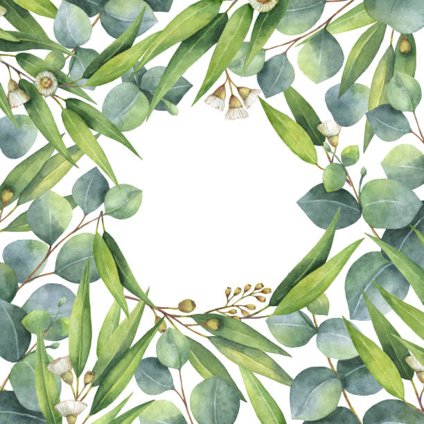 istock Watercolor square wreath with green eucalyptus leaves and branches. 645014394