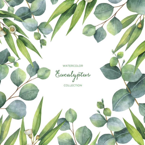 istock Watercolor square wreath with green eucalyptus leaves and branches. 645014404