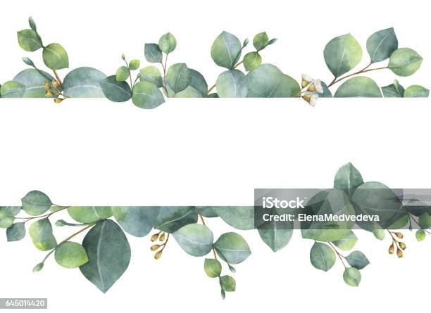 Aquarelle Carte Floral Vert Avec Silver Dollar Eucalyptus Feuilles Et Branches Isolement Sur Fond Blanc Vecteurs libres de droits et plus d'images vectorielles de Eucalyptus