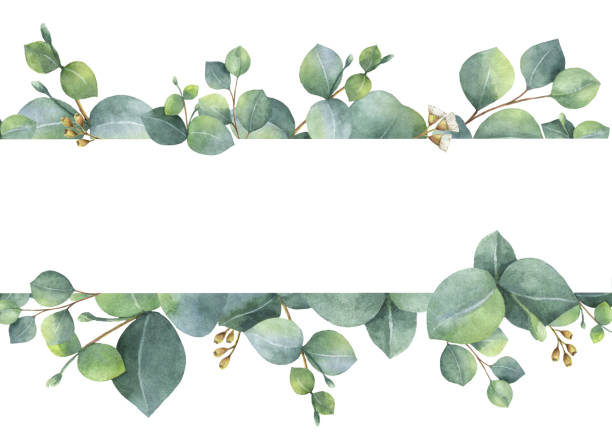 istock Watercolor green floral card with silver dollar eucalyptus leaves and branches isolated on white background. 645014420
