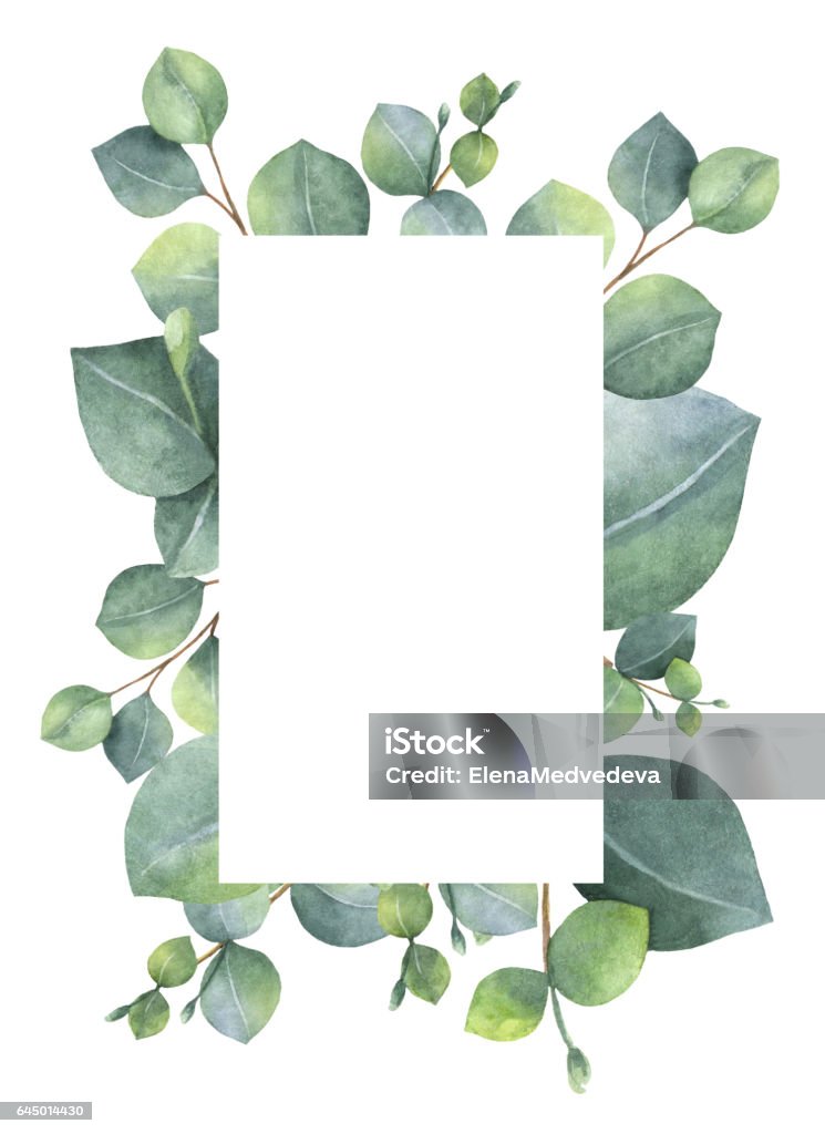 花水彩グリーン カード シルバー ダラー ユーカリの葉し、枝が白い背景に分離します。 - ユーカリの木のロイヤリティフリーストックイラストレーション