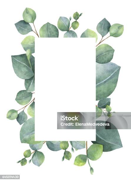 花水彩グリーン カード シルバー ダラー ユーカリの葉し枝が白い背景に分離します - ユーカリの木のベクターアート素材や画像を多数ご用意 - ユーカリの木, 結婚, 水彩画