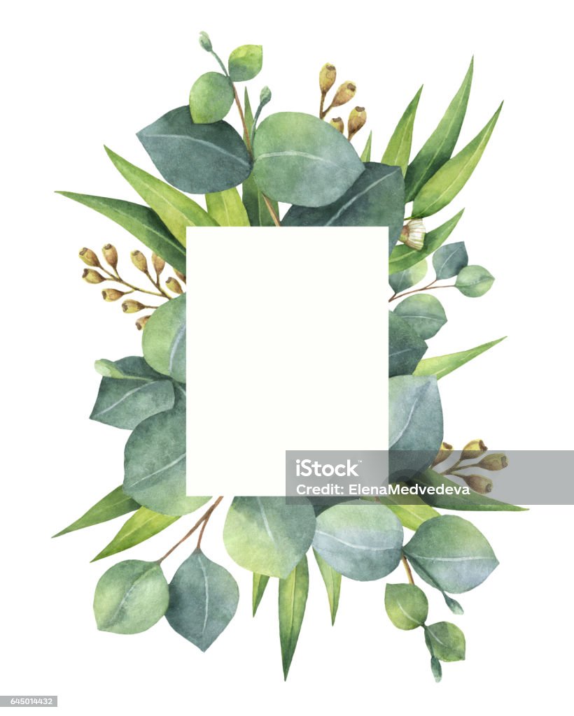 Watercolor green floral card with eucalyptus leaves and branches isolated on white background. Watercolor hand painted green floral card with eucalyptus leaves and branches isolated on white background. Healing Herbs for cards, wedding invitation, posters, save the date or greeting design. Greeting Card stock illustration
