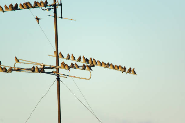 istock many small birds sitting on wires 645016232