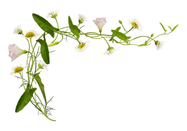 Bindweed and daisy flowers and leaves isolated on white