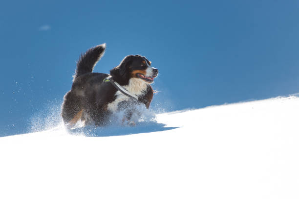 istock Bernese Mountain Dog playing in the snow 645020378