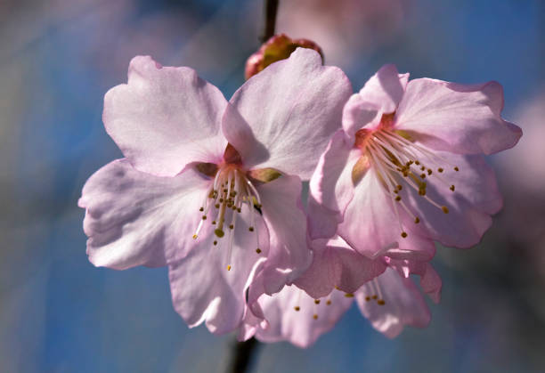 Sakura flowers, close-up