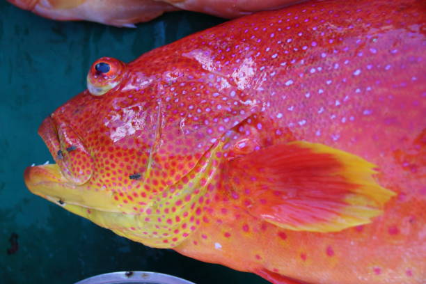 Moontail Sea Brass, Mauritius, Indian Ocean, Africa