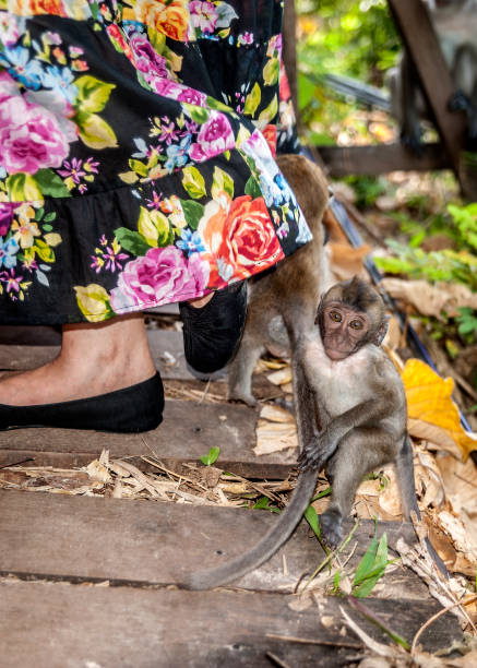istock Ao Nang Village. The so-called 